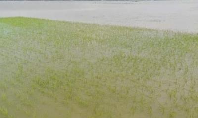 পাহাড়ি ঢলে ধর্মপাশায় ৫০০ হেক্টর জমির ধান পানির নিচে