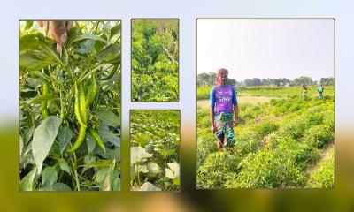 শীতকালীন সবজি পরিচর্যায় ব্যস্ত গোয়ালন্দের কৃষকরা