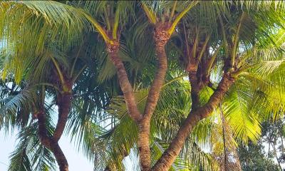 নাটোরে দেখা মিলল ১১ মাথাওয়ালা নারিকেল গাছ