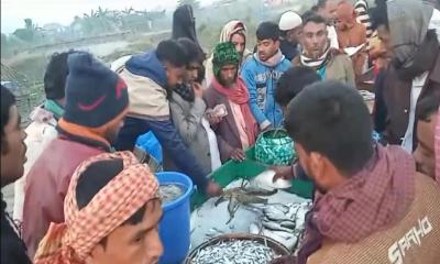 শরীয়তপুরে নিষেধাজ্ঞা অমান্য করে ‘প্রকাশ্যে’ জাটকা ধরার মহোৎসব