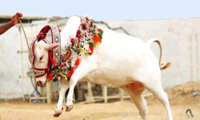 কোরবানি কখন, কাদের উপর ওয়াজিব?