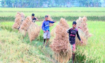 অভয়নগরে বোরো ধান কাটা ও ঘরে তোলায় ব্যস্ত কৃষকরা