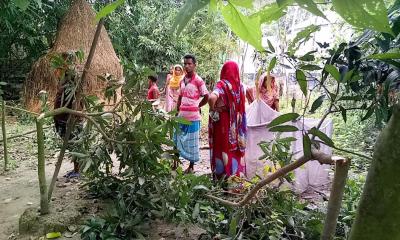 সোনাতলায় গাছের সঙ্গে এ কেমন শত্রুতা!