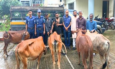 বড়লেখা থেকে চুরি হওয়া ৫টি গরু নাসিরনগরে উদ্ধার