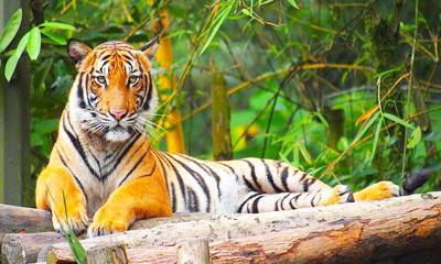 বাঘের আক্রমনে মালয়েশিয়ায় মিয়ানমারের নাগরিকসহ নিহত ২