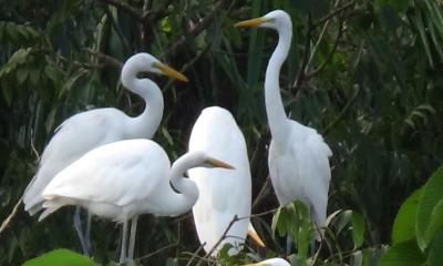 দক্ষিণ তাফালবাড়ী এখন পাখির গ্রাম