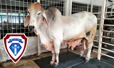 সাদিক অ্যাগ্রো থেকে আরও ৬টি ব্রাহমা গরু জব্দ