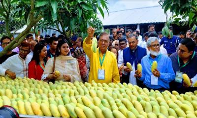 নাচোলে আম বাগান পরিদর্শন করলেন বিভিন্ন দেশের রাষ্ট্রদূতরা