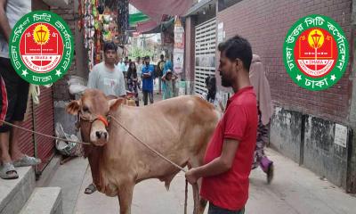 ঢাকায় কোরবানির পশুর সংখ্যা অর্ধেকে নেমেছে