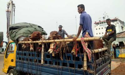 দৌলতদিয়ায় কোরবানির পশুবাহী গাড়িতে চাঁদাবাজির অভিযোগ