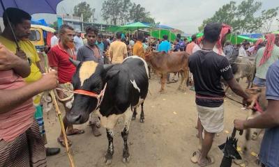 ধামরাইয়ে পশুর হাটে অতিরিক্ত হাসিল আদায়ের অভিযোগ