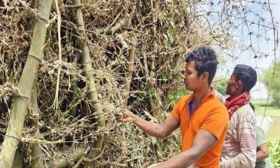 বাঁশের ফুল থেকে চাল, তৈরি হচ্ছে ভাত-পোলাও পায়েস