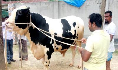 কোরবানির হাট কাঁপাবে দিনাজপুরের ৩৫ মণের রাজা