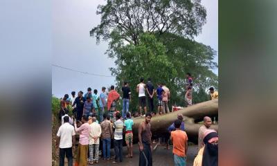 বিশালাকৃতির গাছ উপড়ে ফেনীতে সড়ক যোগাযোগ বিচ্ছিন্ন
