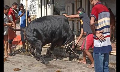 পশু কোরবানি দিতে গিয়ে আহত, দুদিনে হাসপাতালে ৬৪১