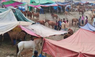 আক্কেলপুরে জমে উঠেছে ঐতিহ্যবাহী ঘোড়ার মেলা