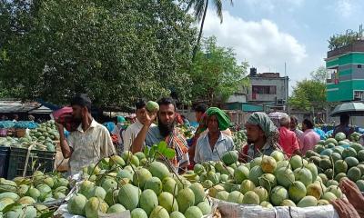 কানসাটে আবারও আমের বাজার চাঙ্গা