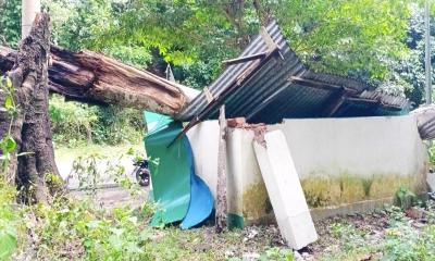 কাপ্তাইয়ের ব্যাংঙছড়িতে গাছ পড়ে যাত্রী ছাউনি বিধ্বস্ত