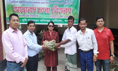 মাটিরাঙ্গায় কৃষকের মাঝে আনারসের চারা বিতরণ