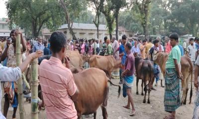 কিশোরগঞ্জে এখনো জমে উঠেনি কোরবানির পশুর হাট