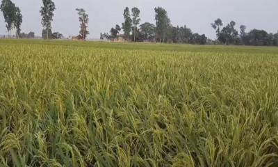 টানা খরা ও অনাবৃষ্টিতে ৫০ শতাংশ বোরো ধান বিনষ্টের আশঙ্কা