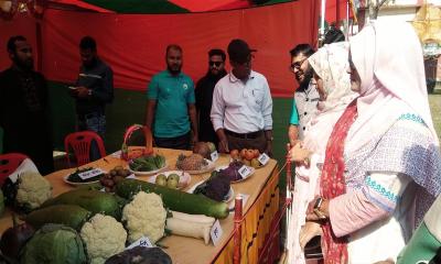 কৃষিমেলায় দৃষ্টি কাড়ে রঙিন ফুলকপি, বড় আকারের লাউ
