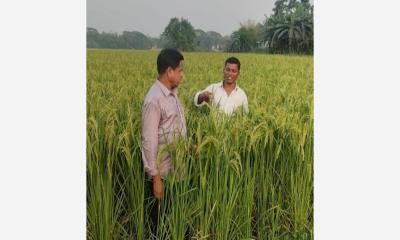 নববর্ষের শুরুতে বিনা ধানে কৃষকের মুখে হাসি