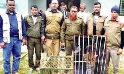 নড়াইলের পল্লী থেকে মেছো বাঘ উদ্ধার