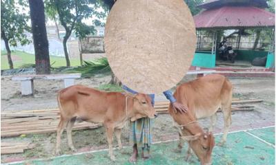 মধ্যনগরে চোরাই গরুসহ দুই কিশোর আটক