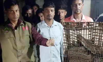 মহেশপুরে দুদিনে মিলল ৩টি রাসেলস ভাইপার