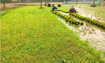 নাচোলে বোরো চাষে ব্যস্ত কৃষক