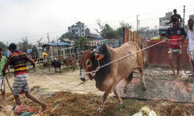 নারায়ণগঞ্জে জমে উঠেছে কোরবানির পশুর হাট
