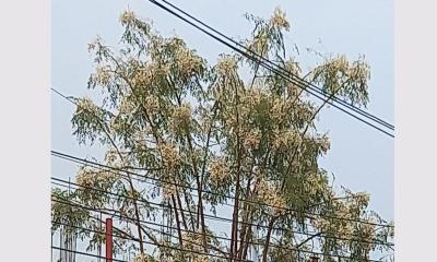 নাটোরে সজিনা গাছে ফুলের বাহার