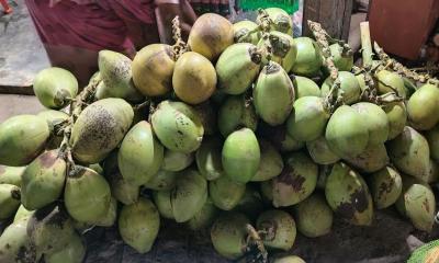 কিশোরগঞ্জে ডাবের দাম ১২০ টাকা!