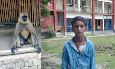 অভয়নগরে হনুমানের আক্রমণে স্কুলছাত্র আহত
