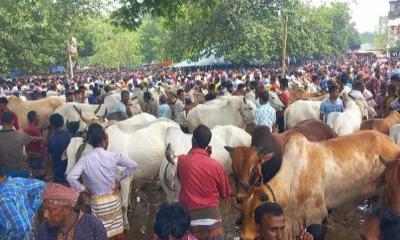 ভারতীয় গরু প্রবেশের শঙ্কায় পাঁচবিবির খামারিরা