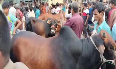 পাকুন্দিয়ায় জমজমাট কোরবানির পশুর হাট