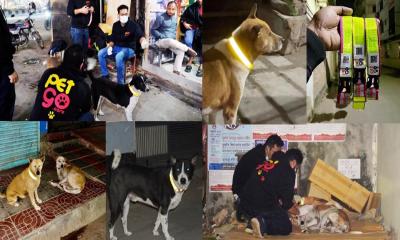 রাস্তায় দুর্ঘটনা থেকে বাঁচাতে কুকুরের গলায় রিফ্লেক্টিং বেল্ট পরাচ্ছে ‘পেটগো‍‍’