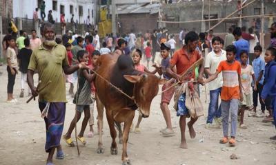 রাজধানীতে আজ থেকে বসছে কোরবানির পশুর হাট