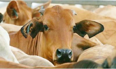 শিং ভাঙা পশু কোরবানি করা যাবে কী না?