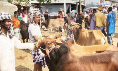 রাজশাহীতে কোরবানির জন্য প্রস্তুত সাড়ে ৪ লাখ পশু