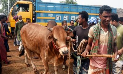 রাজশাহীতে বেড়েছে কোরবানির পশু আমদানি