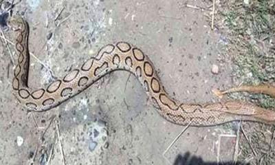 থানার বাথরুমে মিলল রাসেলস ভাইপার