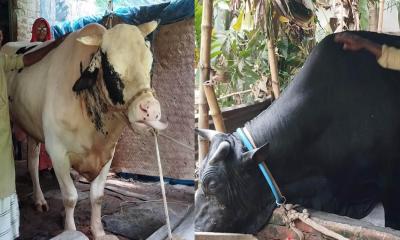 হিরো ও ভিলেনকে নিয়ে বিপাকে খামারি শহিদুল ইসলাম