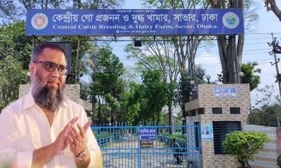কেন্দ্রীয় গো-প্রজনন ও দুগ্ধ খামারে দুদকের অভিযান