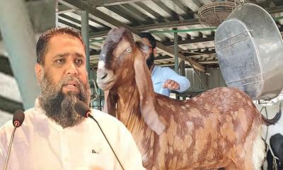 সাভারে সাদিক এগ্রোর খামারে মিলল সেই ১৫ লাখের ছাগল
