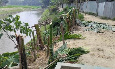 সাঘাটায় জমি নিয়ে বিরোধে ফলজ গাছ কর্তন