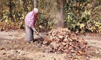 ঝরা পাতা কুড়িয়ে বিক্রি, বাড়তি আয়ে খুশি তারা