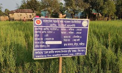 গাজীপুরে বিনা-১১ সরিষার বাম্পার ফলন