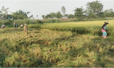 তানোরে বিলের বোরো ধান কাটা শুরু